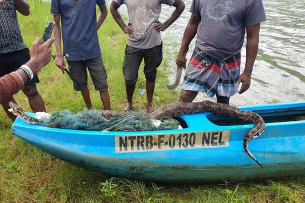 மீன்பிடி வலையில் சிக்கிய மலைப்பாம்பு | Python Caught In A Fishing Net