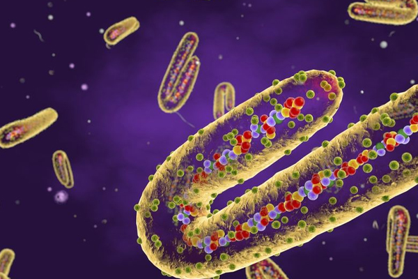 நாடொன்றில் பெரும் அழிவை ஏற்படுத்தி வரும் மார்பர்க் வைரஸ் | Marburg Virus Is Wreaking Havoc In Guinea