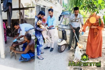 சம்மாந்துரையில் மீண்டும் நாய்களுக்கு தடுப்பூசி : மக்களுக்கு விடுக்கப்பட்டுள்ள எச்சரிக்கை