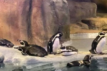 தென்னிந்தியாவின் முதல் பென்குயின் பூங்கா எந்த மாநிலத்தில்? அதற்கு ஏற்படும் செலவு