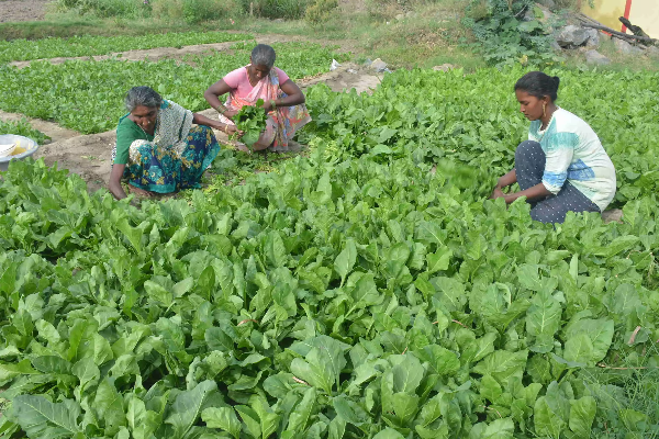 ரயில்வே நிலங்களில்  பயிர்ச் செய்கை! | Cultivation In Railway Lands