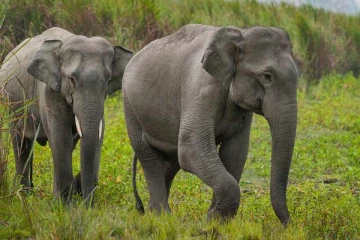 யானைகள் பற்றி பலருக்கும் தெரிந்திடாத உண்மை: ஒரு காட்டையே உருவாக்குமாம்