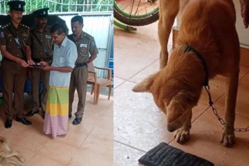 இலங்கையில் ஹீரோவான வளர்ப்பு நாய்!