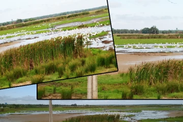 மாறிவரும் நந்திக்கடலின் மஞ்சள் பாலச் சூழல்: மருது மரங்களுக்கு ஏற்படவுள்ள பேராபத்து(Photos)