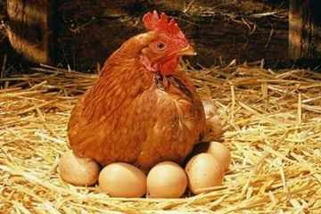பண்டிகைக் காலத்தில் அதிகரிக்கவுள்ள முக்கிய இரு பொருட்கள் விலை