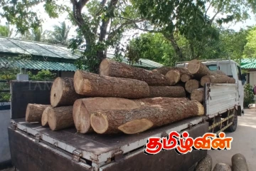 வட்டுக்கோட்டையில் முதிரை மரக்குற்றிகள் மீட்பு