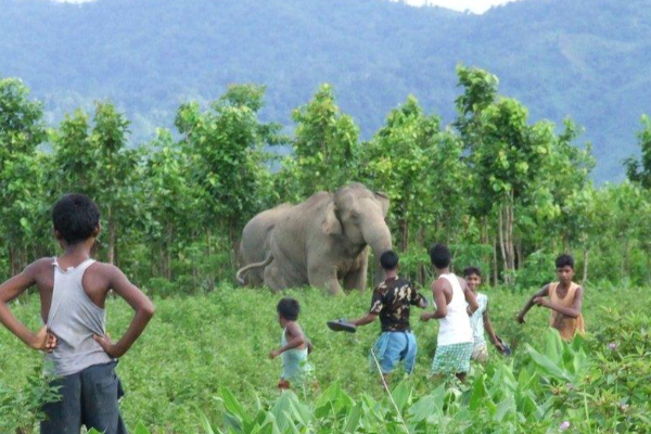 திருகோணமலையில் காட்டு யானைகளின் தொல்லை அதிகரிப்பு | Wild Elephants Increasing In Trincomalee