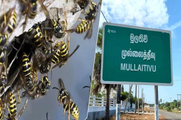 முல்லைத்தீவில் குளவி கொட்டுக்கு இலக்காகிய மாணவர் வைத்தியசாலையில் அனுமதி