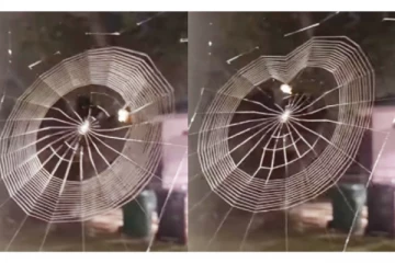 அடடா... என்ன அழகு... சிலந்தி வலை கட்டும் அழகை இதோ பாருங்க