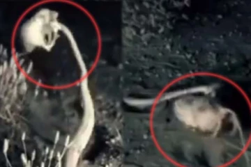 பாம்பின் வாயில் சிக்கிய எலி! தப்பித்தது எப்படினு நீங்களே பாருங்க