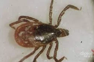 கனடாவில் அரிய வகை நோய் குறித்து எச்சரிக்கை