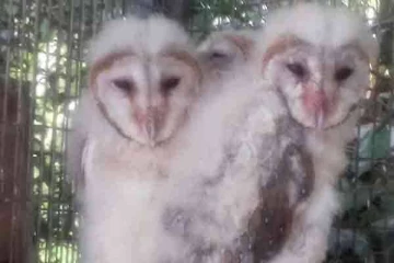 மீட்கப்பட்டன Barn Owl இனத்தைச் சேர்ந்த ஆந்தைக் குஞ்சுகள்
