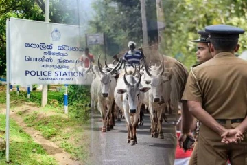 தமிழர் பகுதியில் தொடர்ச்சியாக காணாமல் போகும் கால்நடைகள்