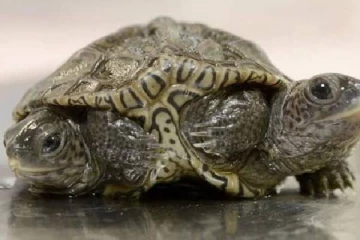 2 தலை,6 கால்களுடன் பிறந்த அதிசய ஆமை