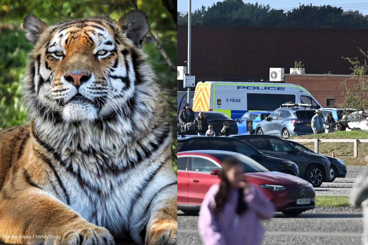 man dies after jumping tiger enclosure at uk