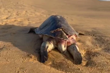 சிலாப பகுதியில் கரையொதுங்கிய அரியவகை கடலாமை! (படங்கள்)