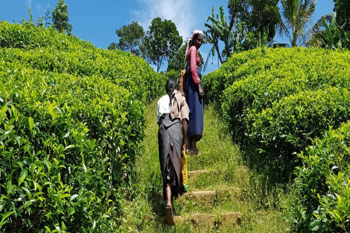பெருந்தோட்டத் துறையில் சம்பள சிக்கல் ; மலையக பெண்களின் உரிமை பாதுகாப்புக்கு அரசு உறுதி | Government Committed Protecting Rights Hill Women