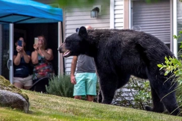 கரடியால் கனேடிய மக்களுக்கு விடுக்கப்பட்ட முக்கிய எச்சரிக்கை!