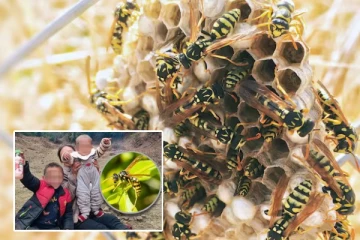 2 சிறுவர்களை கொட்டிக் கொன்ற 1000க்கும் மேற்பட்ட குளவிகள்: தேனீ வளர்ப்பாளர் வழங்கிய இழப்பீடு