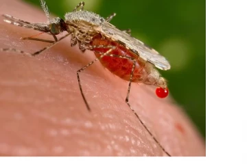 இந்த செடிகளை வீட்டில் வளர்த்தால் கொசுத் தொல்லையே இருக்காதாம்...