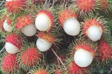 ரம்புட்டான் விதை தொண்டையில் சிக்கி இளம் பிக்கு உயிரிழப்பு  (படம்)