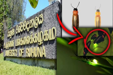 இலங்கையில் கண்டுபிடிக்கப்பட்ட புதிய வகை மின்மினிப் பூச்சிகள்