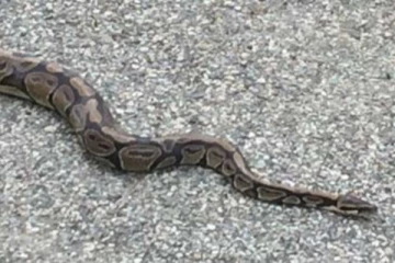 විදුලි රැහැන් කණුවක් මත සිටි හිතාගත නොහැති කෙනා...(VIDEO)