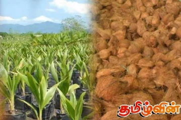 இலங்கை முழுவதும் 25 இலட்சம் தென்னங்கன்றுகளைப் பயிரிட திட்டம்