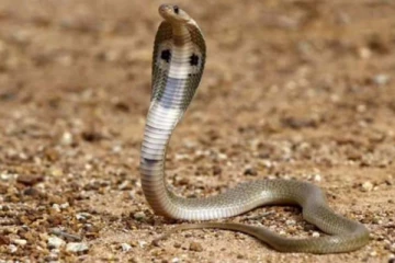 வழியில் வந்த பாம்பு: கடவுள் அனுப்பிய தூதர் என்று பெண் செய்த காரியம்! பரிதாபமாக உயிரிழந்த சோகம்