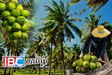 தென்னை செய்கையாளர்களுக்கு மகிழ்ச்சி தகவல்!