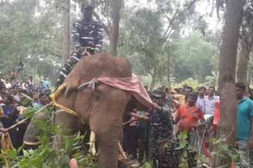 கிராம மக்கள் நடத்திய கொடூர தாக்குதல்; காட்டு யானை உயிரிழப்பு - பதறவைக்கும் வீடியோ