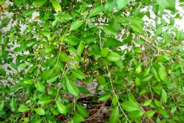 வீட்டின் அனைத்து வாஸ்து தோஷத்தையும் நீக்க உதவும் செடி