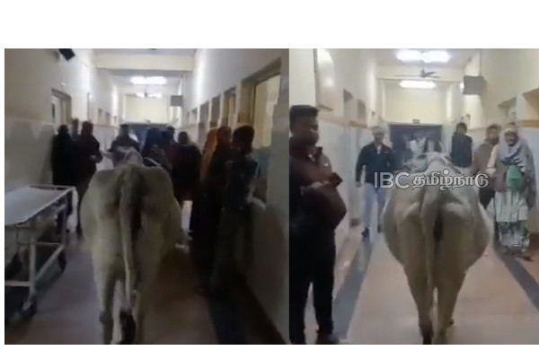 uttar-pradesh-cow-walk-govt-hospital uttar-pradesh-cow-walk-govt-hospital