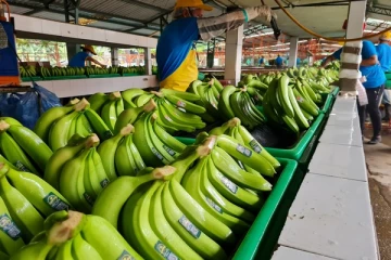 சர்வதேச சந்தைகளில் இடம்பிடிக்கும் யாழ்.வாழைப்பழம்!