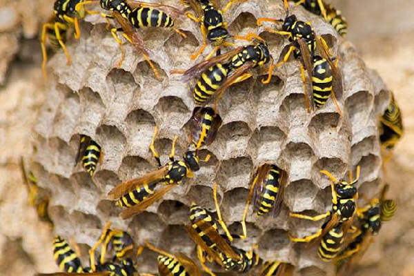 குளவிக்கொட்டுக்கு இலக்கான மூவர் வைத்தியசாலையில் | Three Hospitalized After Wasp Attack குளவிக்கொட்டுக்கு இலக்கான மூவர் வைத்தியசாலையில் | Three Hospitalized After Wasp Attack