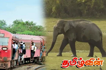 மட்டக்களப்பில் இருந்து சென்ற தொடருந்துடன் யானை மோதி உயிரிழப்பு