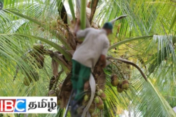 உணவுக்காக தேங்காய் பறித்த நபர்! நீதிமன்றம் கொடுத்த உத்தரவு
