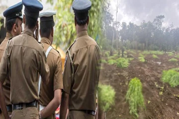 அம்பாறையில் சட்ட விரோதமாக கஞ்சா பயிர்ச்செய்கையில் ஈடுபட்டவர் கைது