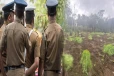 அம்பாறையில் சட்ட விரோதமாக கஞ்சா பயிர்ச்செய்கையில் ஈடுபட்டவர் கைது