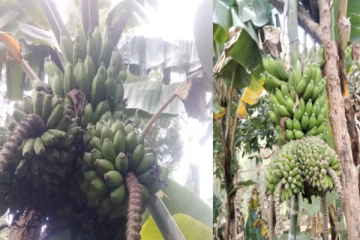 நுவரெலியாவில் அதிசய வாழைமரம்