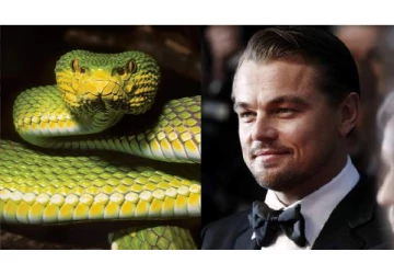 இமயமலையில் கண்டுபிடிக்கப்பட்ட புதிய வகை பாம்புக்கு நடிகர் பெயர் -என்ன காரணம்?