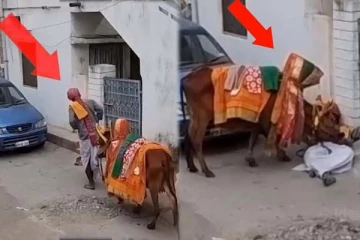 பசியால் மயங்கி விழுந்த நபர்: பாசப் போராட்டம் நிகழ்த்திய மாடு! உதவி செய்தது யார் தெரியுமா?