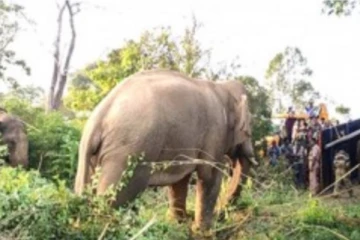 7 நாளாக தொடர் போராட்டம்: பிடிபட்டது சங்கர் யானை