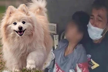 சிறுவனை கடித்த பொமரேனியன் நாய்.. பெற்றோருக்கு பயந்து மறைத்ததால் ஏற்பட்ட விபரீதம்!