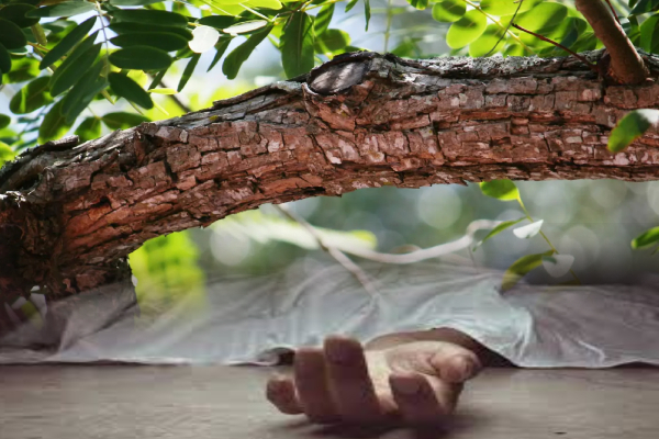 கொழும்பில் மரக்கிளை முறிந்து பெண் உயிரிழப்பு | Woman Dies Falling From Tree Branch In Colombo