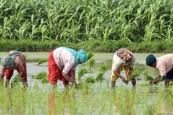 நாடு தழுவிய விவசாயிகள் போராட்டம்: அரசுக்கு விடுக்கப்பட்டுள்ள எச்சரிக்கை | Trincomalee Farmers Issue Warning To Government