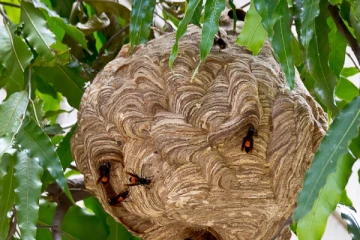 பாடசாலைக்கு சென்ற 62 மாணவர்கள் மற்றும் ஆசியர்கள் மூவர் வைத்தியசாலையில்!