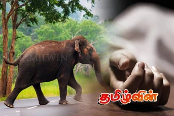 காட்டு யானை தாக்கி குடும்பஸ்தர் பரிதாபப் பலி
