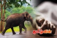 காட்டு யானை தாக்கி குடும்பஸ்தர் பரிதாபப் பலி
