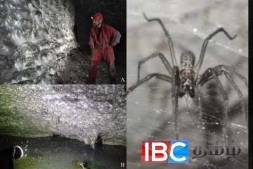 உலகின் மிகப்பெரிய சிலந்தி வலை கண்டுபிடிப்பு